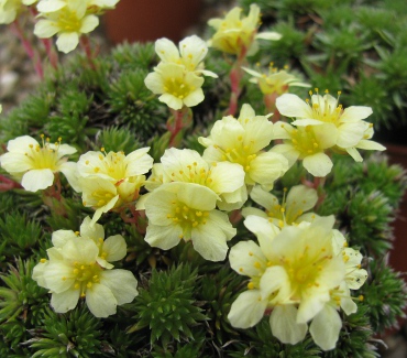 Saxifraga 'Elizabeth Sinclair' (x elisabethae)